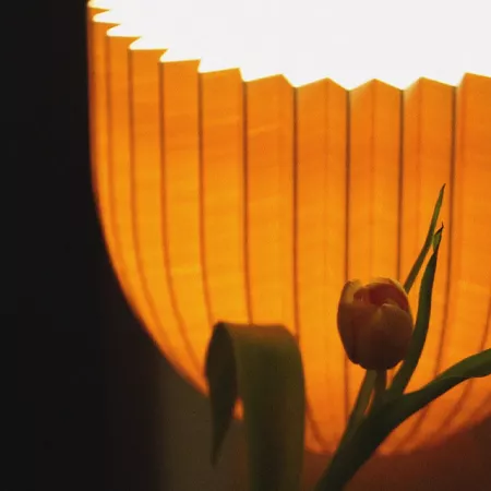 Darc — Une tulipe rouge aux pétales légèrement entrouverts, baignée dans une lumière dorée et chaude qui crée un contraste saisissant avec l'arrière-p